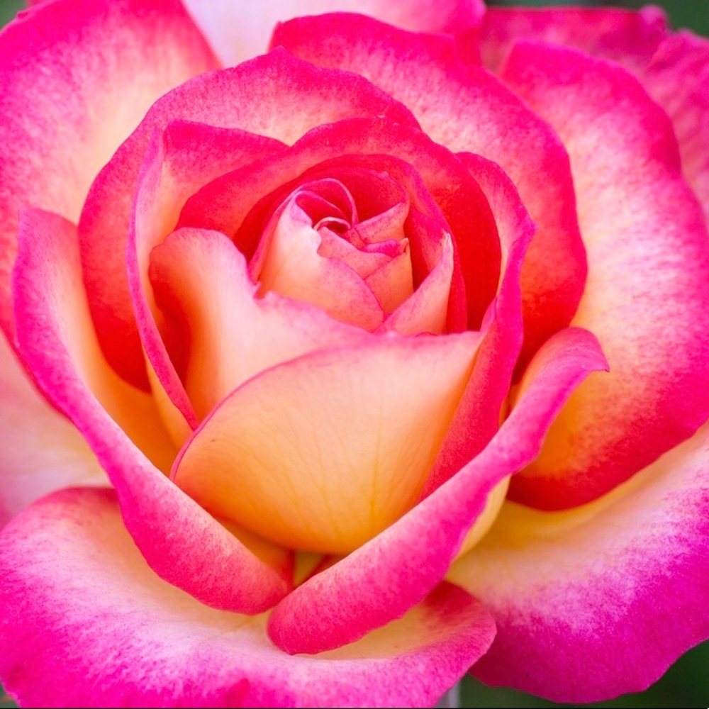 Meet your Posher, Jrose